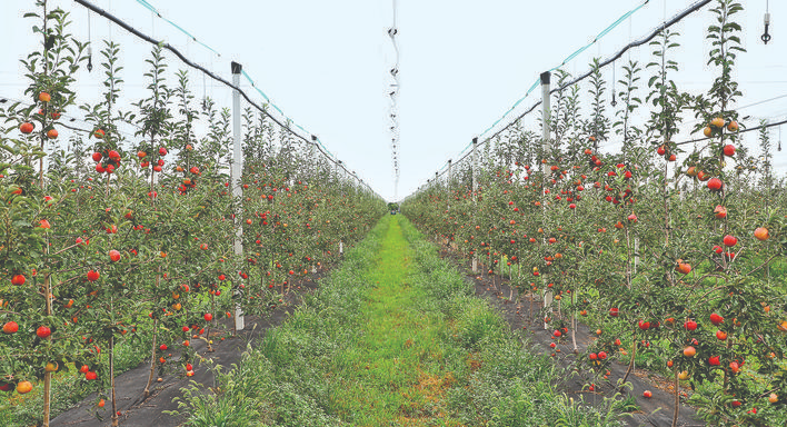 山西临猗县立足“郇阳果园”聚力书写果业高质量发展新篇章